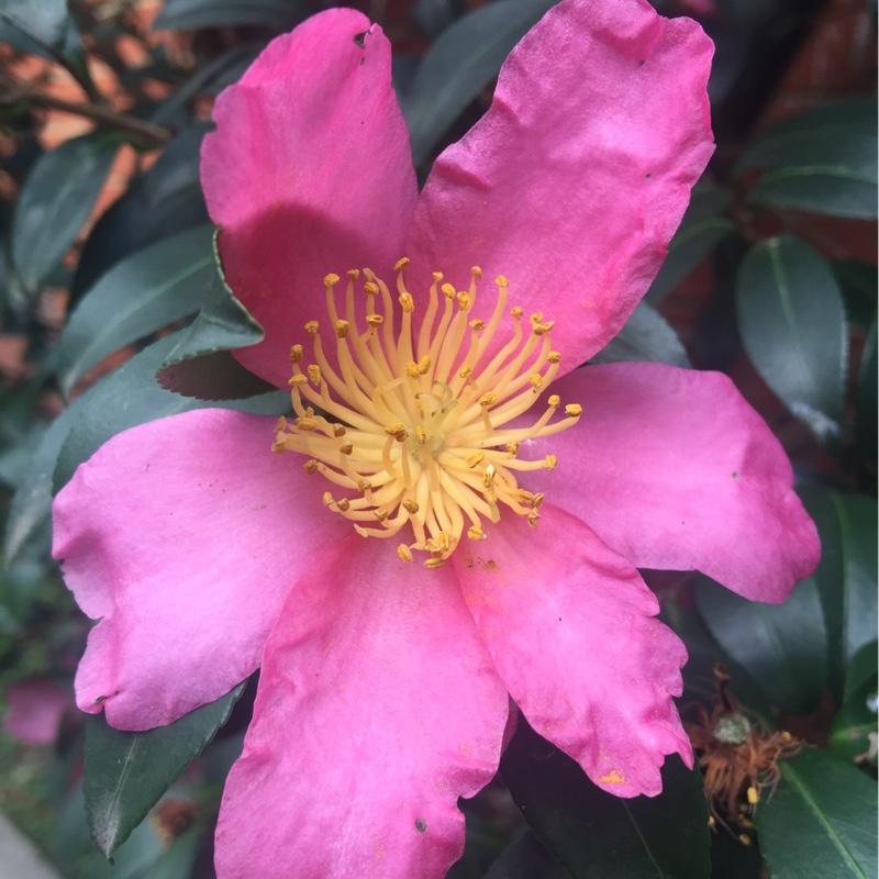 Camellia