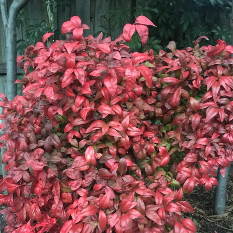 Plant image Nandina domestica 'Obsessed'