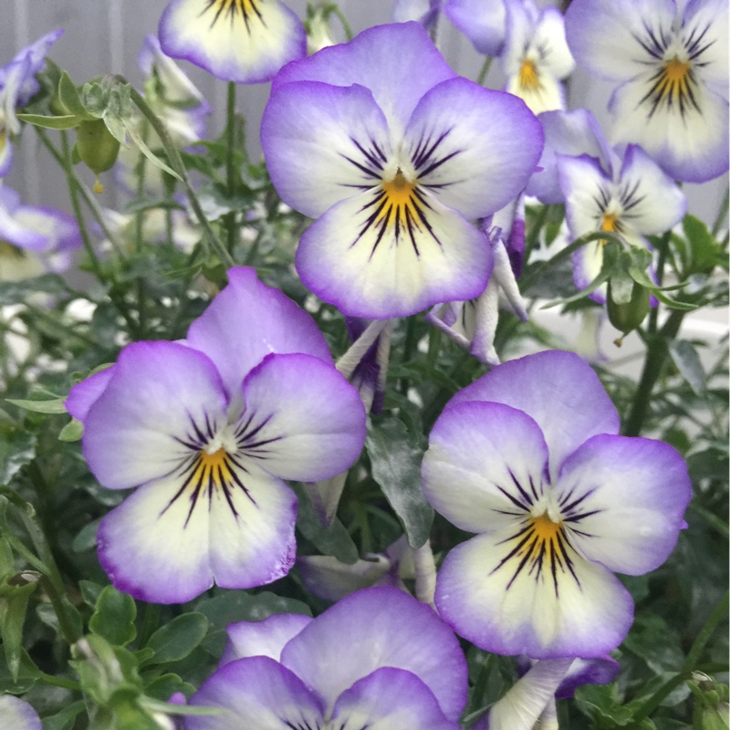 Horned Pansy 'Rocky Mickey'