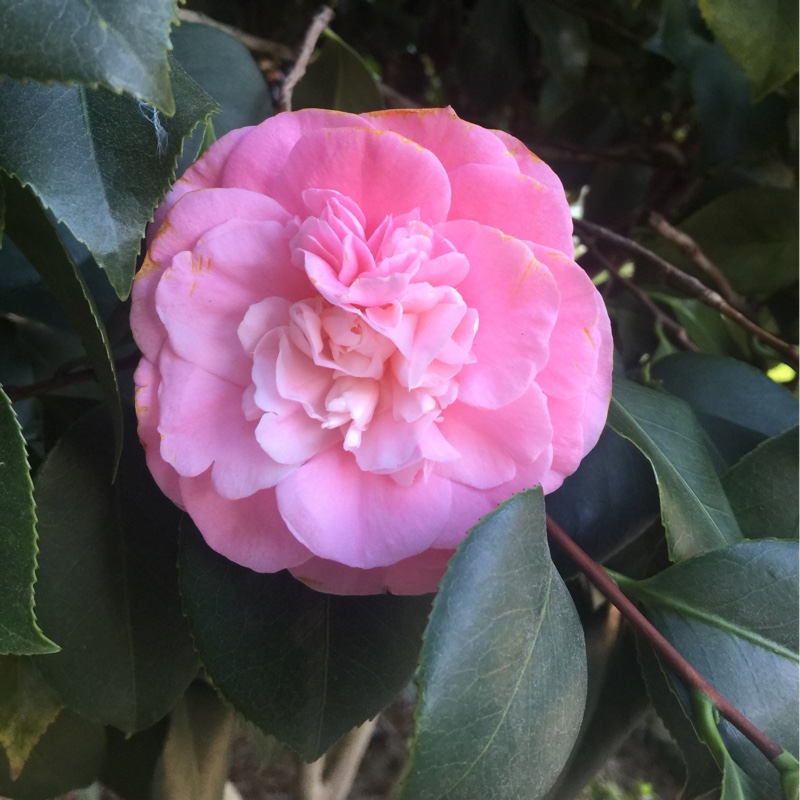 Camellia