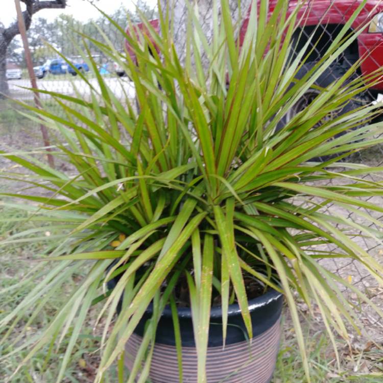 Plant image Dracaena deremensis