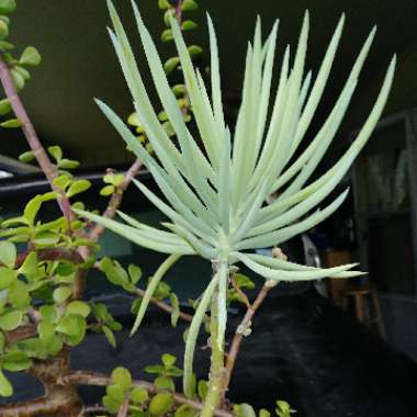 Senecio vitalis