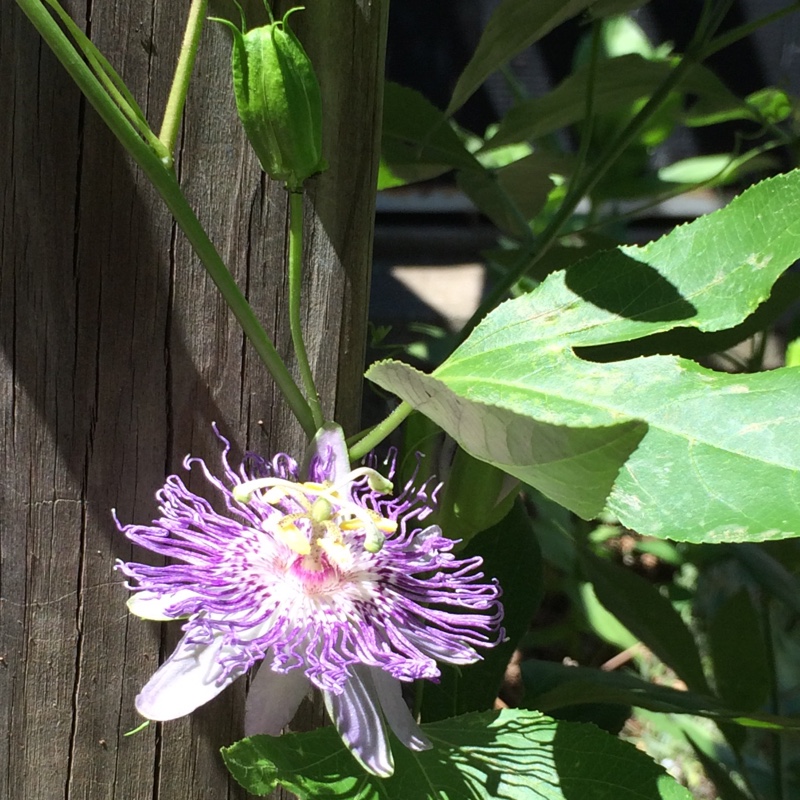 Passion Flower