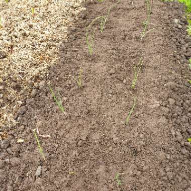 Allium cepa (Aggregatum Group) 'Zebrune'