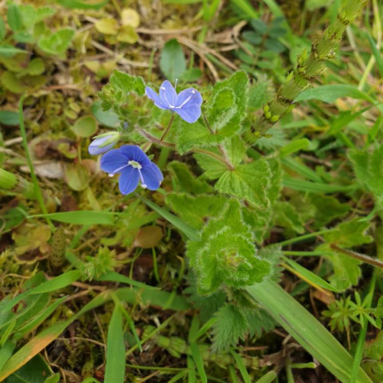 Plant image Veronica persica