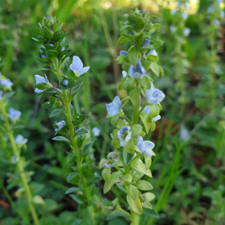 Plant image Veronica serpyllifolia