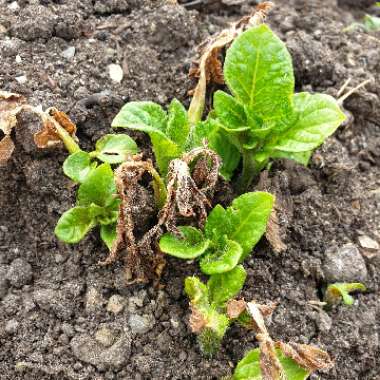 Solanum tuberosum