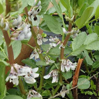 Vicia Faba 'Red Epicure'