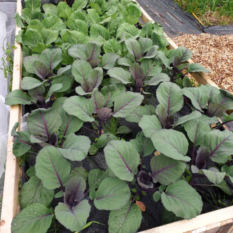 Plant image Brassica oleracea var. rubra (Capitata Group)