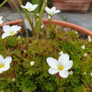 Saxifraga x arendsii 'Touran Large White'