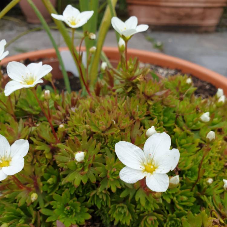 Plant image Saxifraga x arendsii 'Touran Large White'