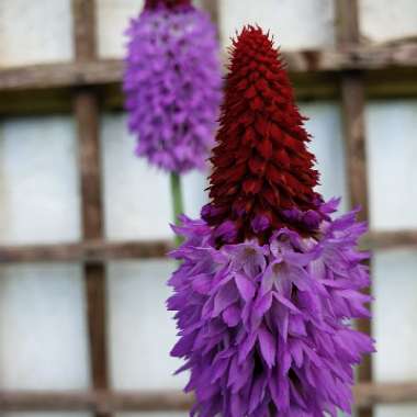 Primula vialii