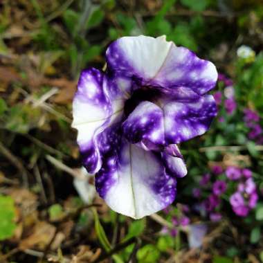 Petunia 'Kleph15313' syn. Petunia 'Night Sky', Petunia 'Headliner Night Sky'