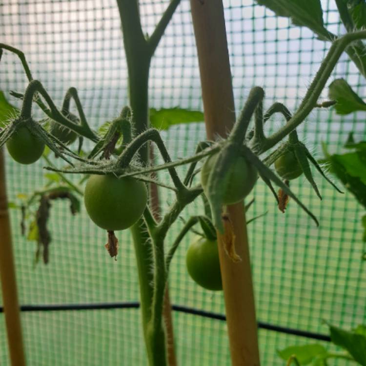 Plant image Solanum lycopersicum 'Shirley'