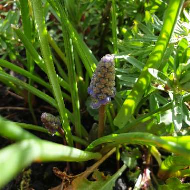 Muscari