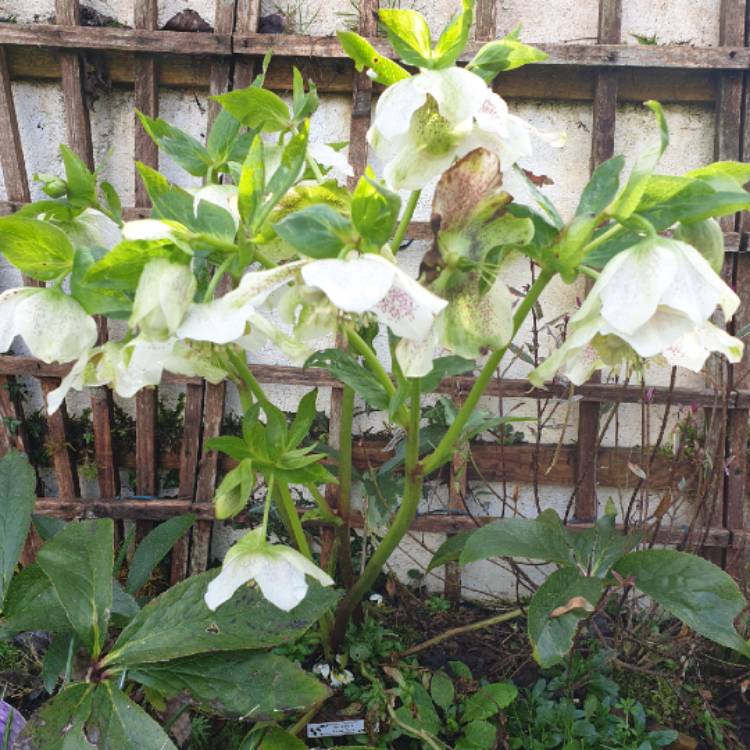 Plant image Helleborus x hybridus 'White Tutu'