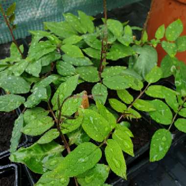 Cobaea scandens