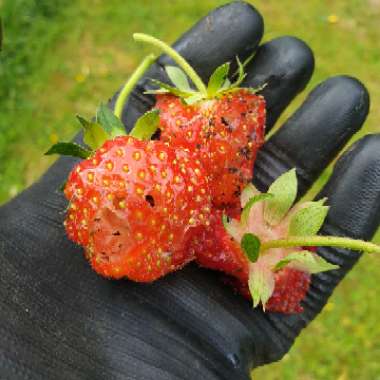 Fragaria x ananassa