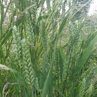 Triticum Aestivum