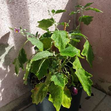 Solanum melongena