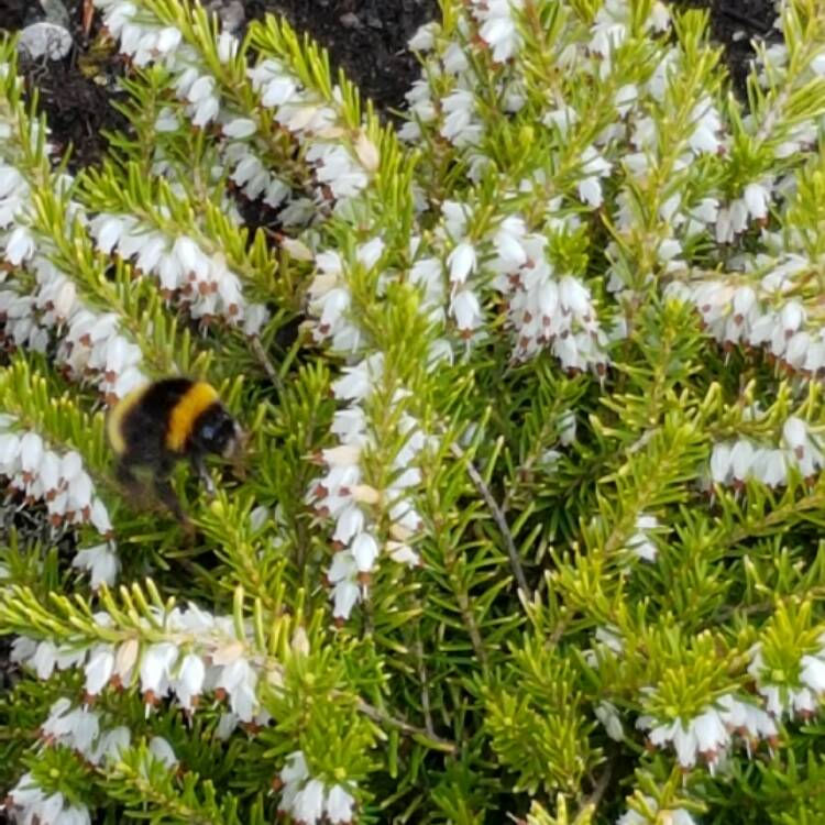 Plant image Erica x darleyensis f. aureifolia 'Golden Perfect'