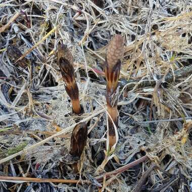 Equisetum arvense