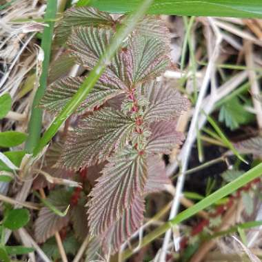 Filipendula ulmaria syn. Spiraea ulmaria