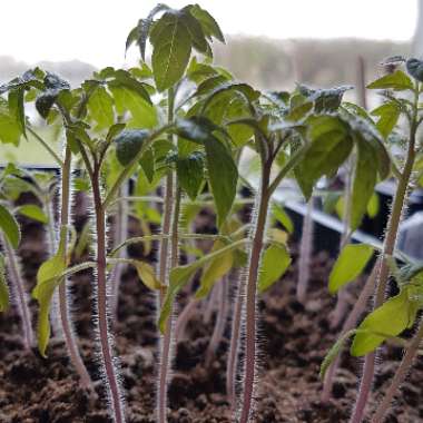 Solanum lycopersicum 'Alicante'