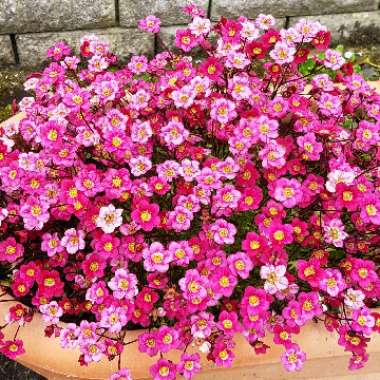 Saxifraga x arendsii 'Touran Scarlet'