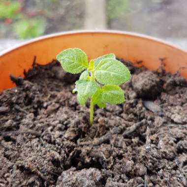 Verbena