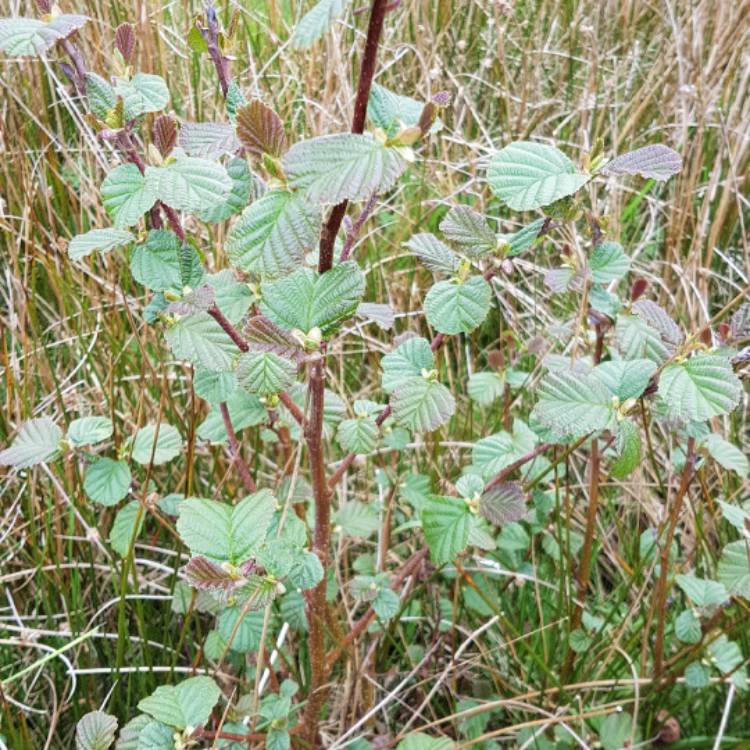 Plant image Alnus glutinosa