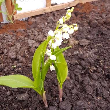 Convallaria majalis