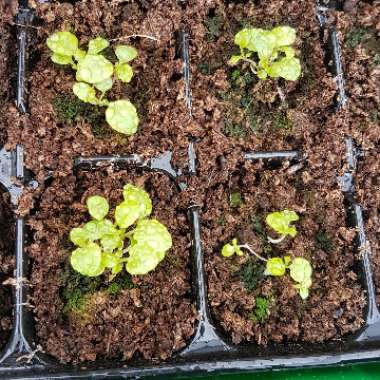 Lobelia Erinus 'Crystal Palace'