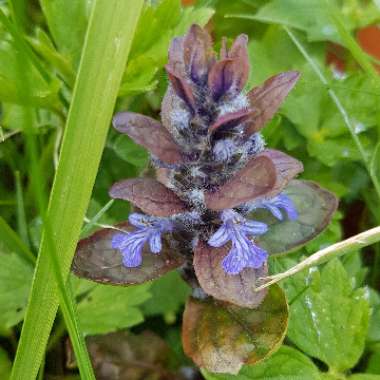 Ajuga reptans 'Braunherz'