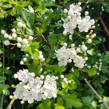 Crataegus monogyna