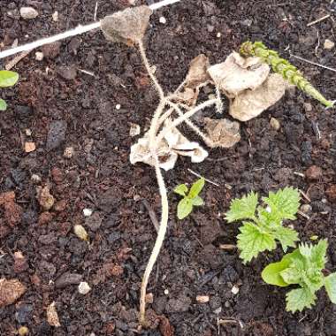 Cucurbita Maxima 'Jack O'Lantern'