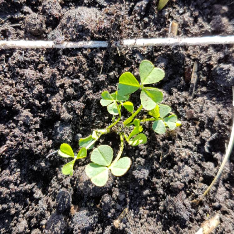 Plant image Trifolium dubium