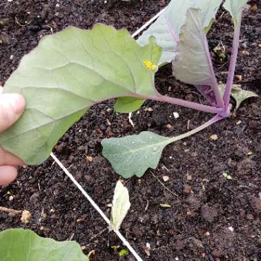 Brassica oleracea var. rubra (Capitata Group)