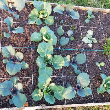 Brassica oleracea (Capitata Group)