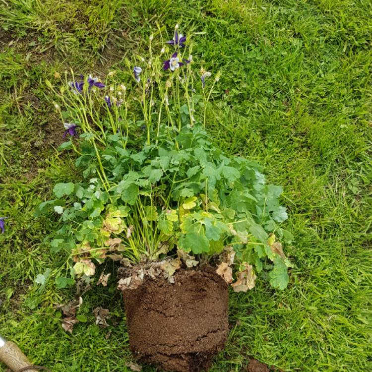 Plant image Aquilegia 'Spring Magic'