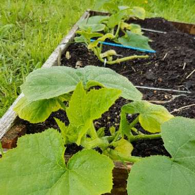 Cucurbita Maxima 'Jack O'Lantern'