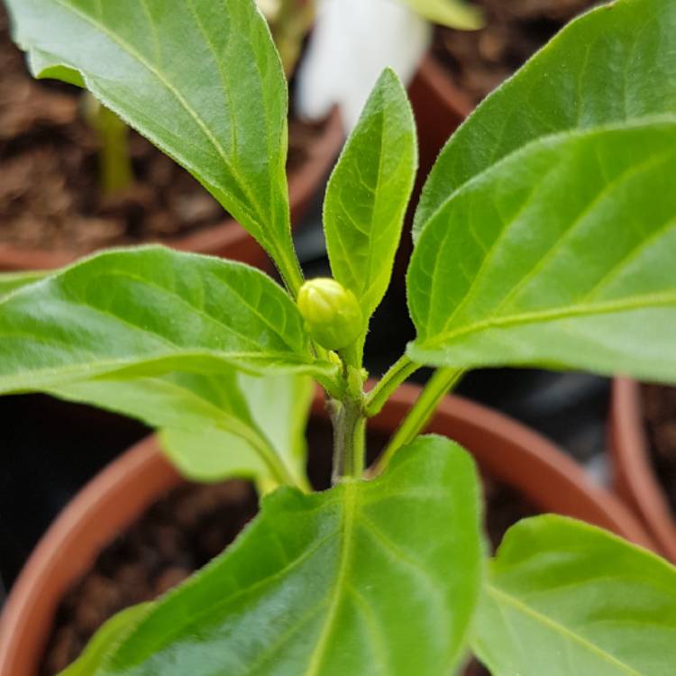 Plant image Capsicum Annuum 'Hungarian Wax'