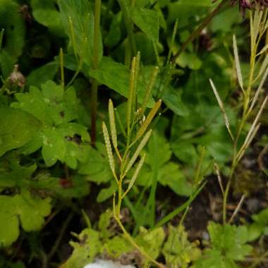 Cardamine hirsuta