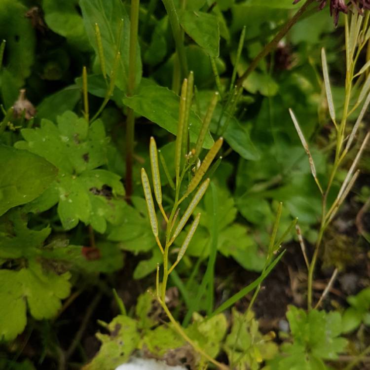 Plant image Cardamine hirsuta