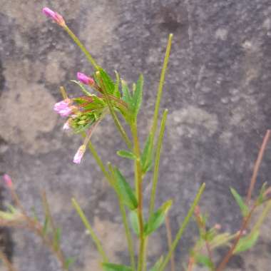 Epilobium Lanceolatum