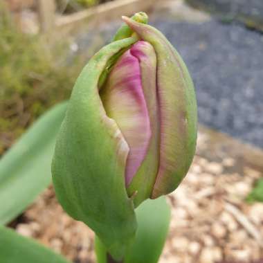 Tulipa 'Blue Diamond'