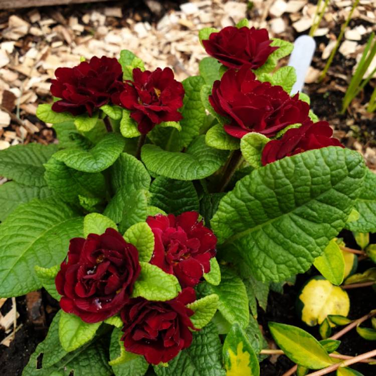 Plant image Primula belerina 'Valentine'