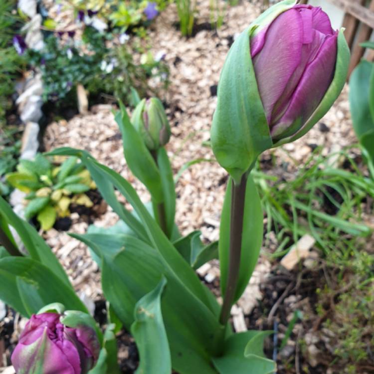 Plant image Tulipa 'Blue Diamond'