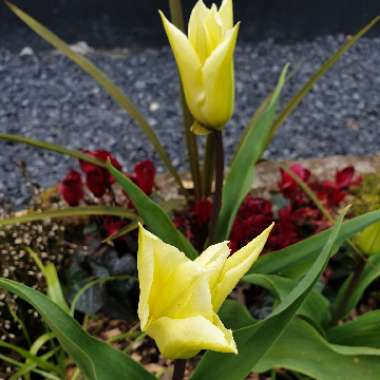 Tulipa 'White Triumphator'