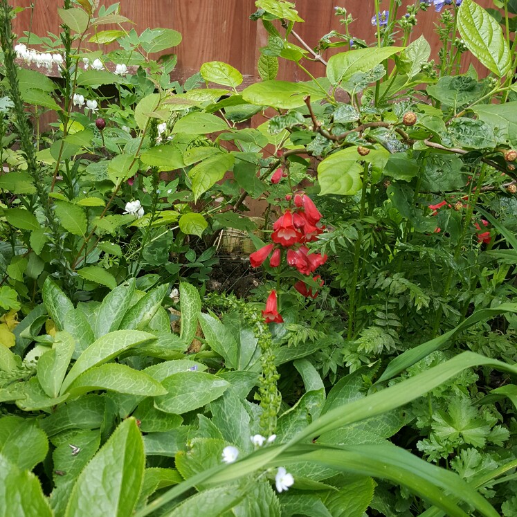 Plant image Penstemon x gloxiniodes 'Bell Tower Red'